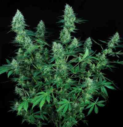 Electric Lemon G > T.H. Seeds | Semillas Regulares  |  Sativa